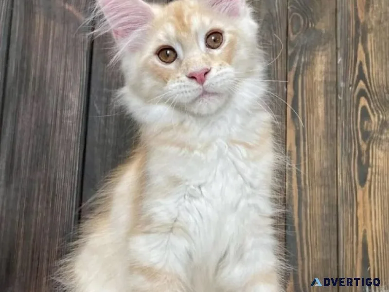 Healthy maine coon kittens for adoption and rehoming
