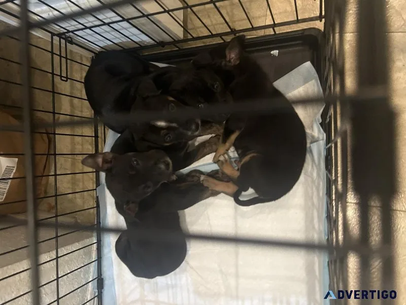 Puppies puppies cane corso mix Rottie babies
