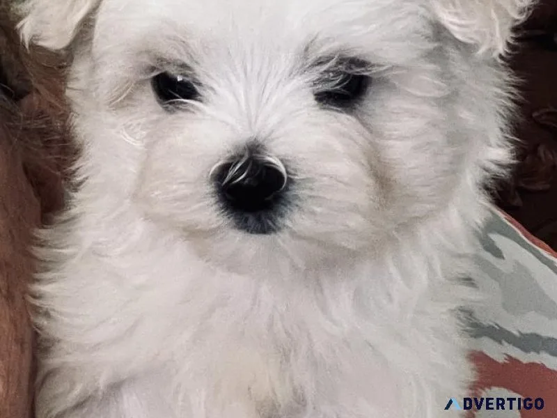 Maltese Puppies For Sale Ready For Christmas