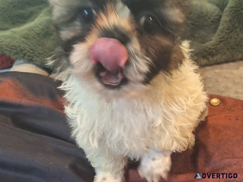 Shih tzu
