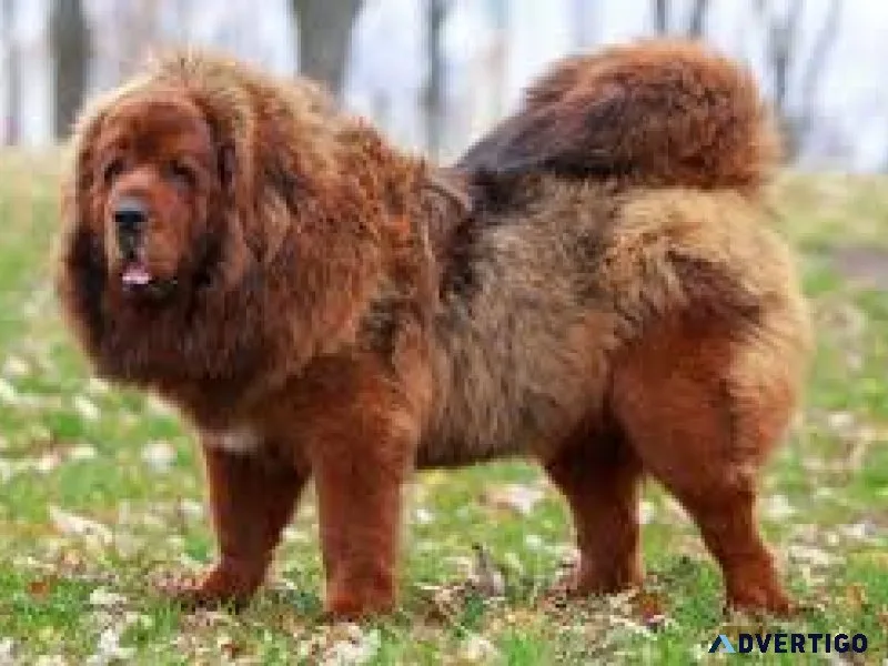 All dogs breed