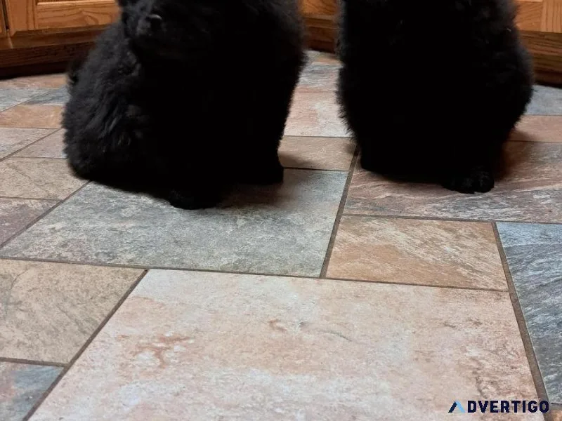 Chow Pups