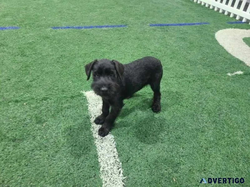 AKCStandard schnauzer