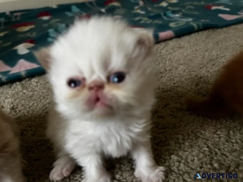 PERSIAN KITTENS DOLL FACE