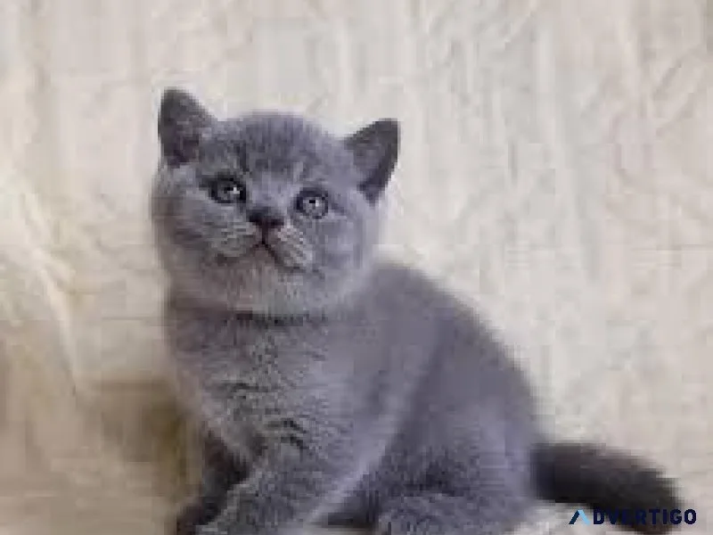 British Shorthair Blue Kittens for Sale