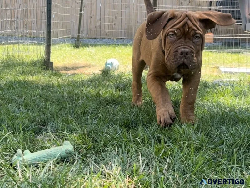 Dogue de Bordeaux &ldquo French Mastiff&rdquo Puppies