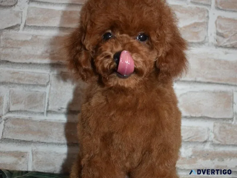 Online pet shop for Poodles in Chennai