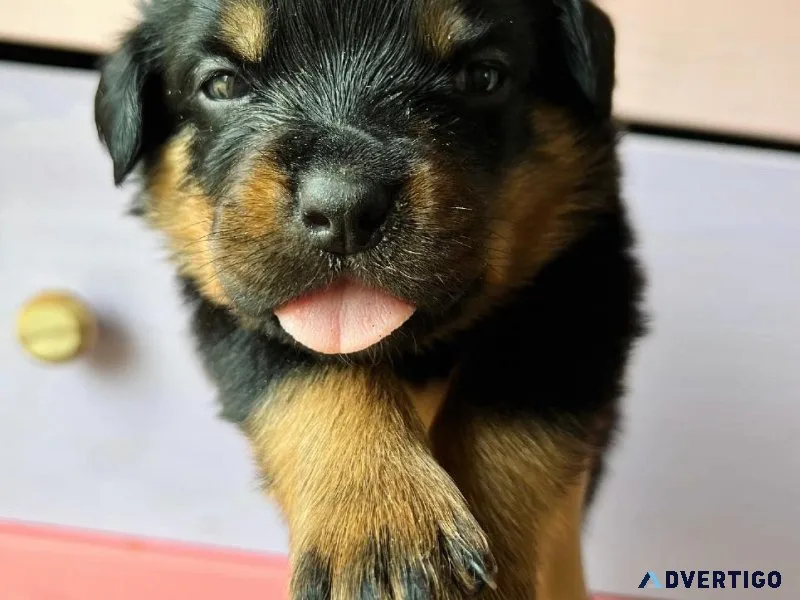 AKC Serbian Rottweiler Puppies
