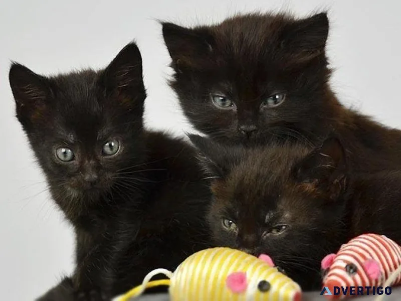 Bombay kittens for sale