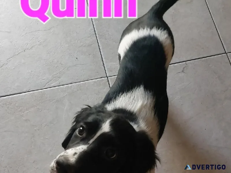 Purebred Springer Spaniel Puppies