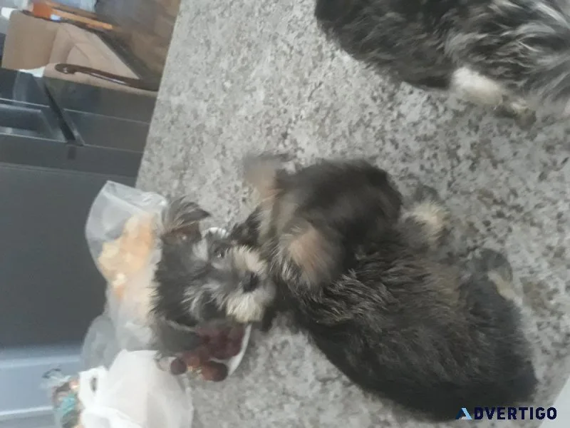 Miniature schnauzer puppies