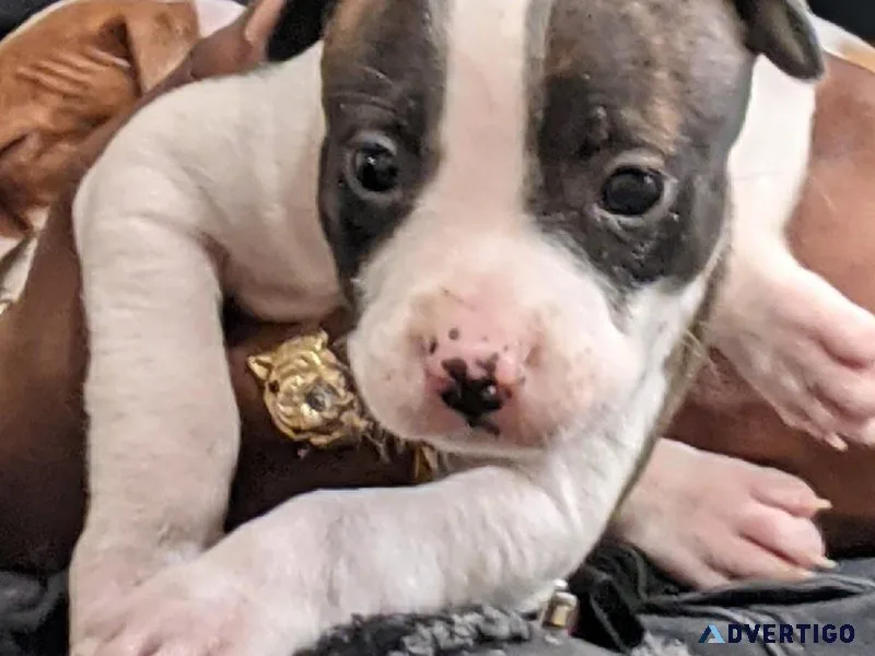 Female Am Staff Terrier Puppies