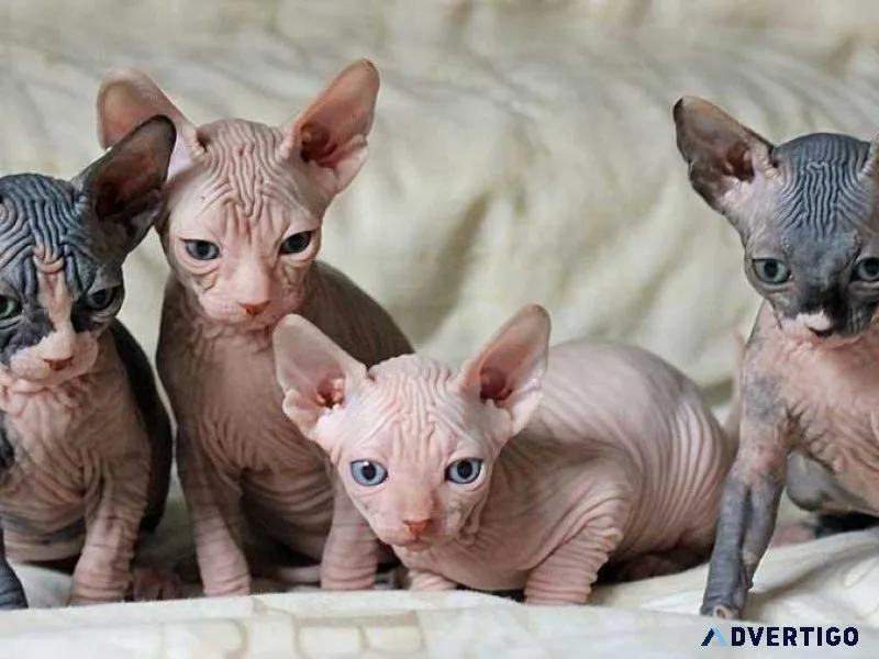 Sphynx kittens for sale