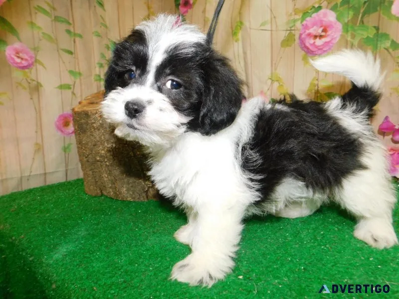 Chicago Shih Tzu X Type Babies. Nonshedding