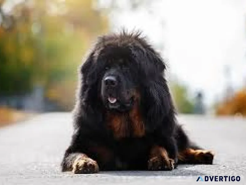 Tibetan mastiff for sale with other dogs