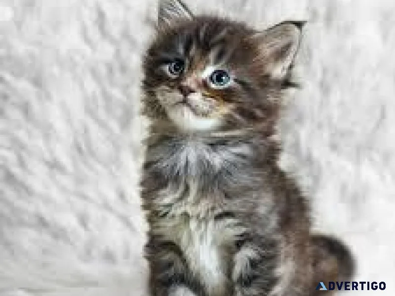 Purebred Maine Coon kittens 2 lefty