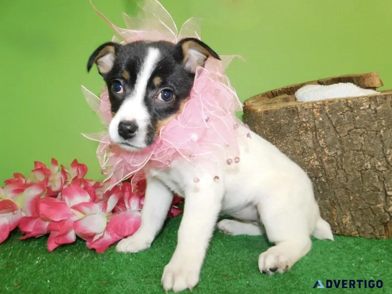 Chicago Jacarat Puppies. SUPER SWEET Great with Kids.
