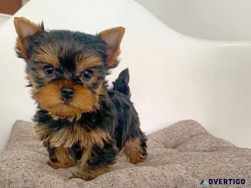 Yorkie Puppies