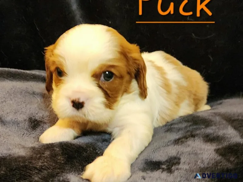 Cavalier King Charles