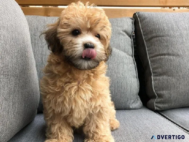 Buy Toy Poodle puppy online in coimbatore - Breed n Breeder
