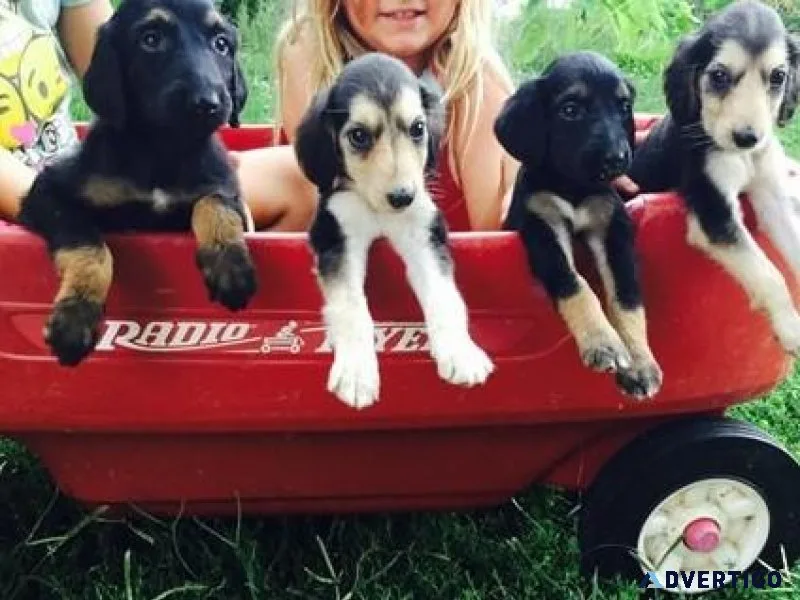 Male and female Afghan Hound puppies