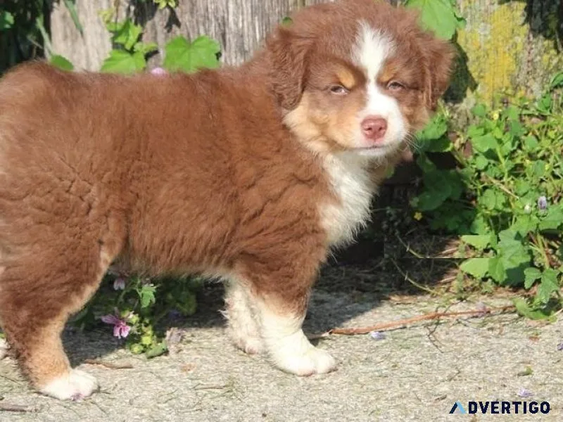 Stunning Australian Shepherd Puppies Available