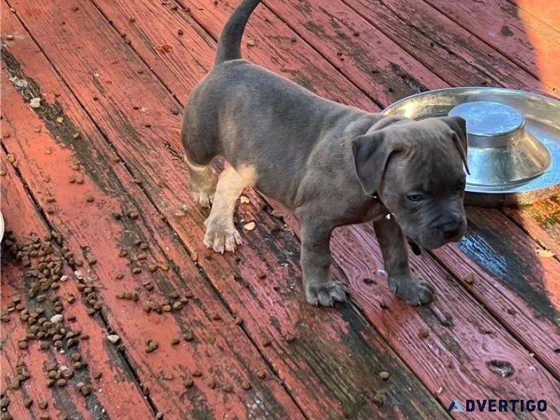 AKC American Pit Bull Terrier Puppies