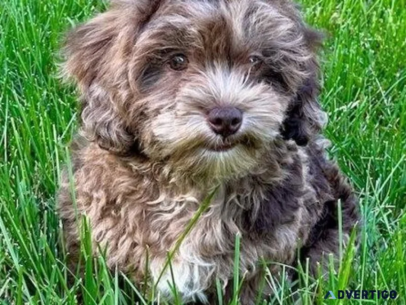 CKC reg. Shihpoo Puppies for sale.