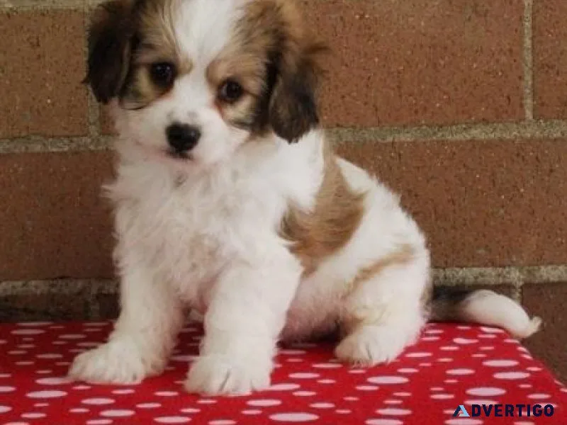 Super cute Cavachon puppies available.