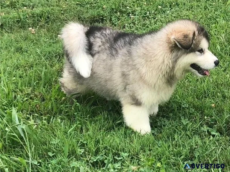 AKC registered Alaskan Malamute Puppies