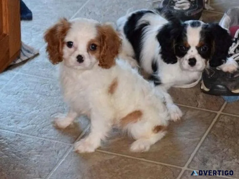 Home raised Cavalier King Charles Spaniel puppies