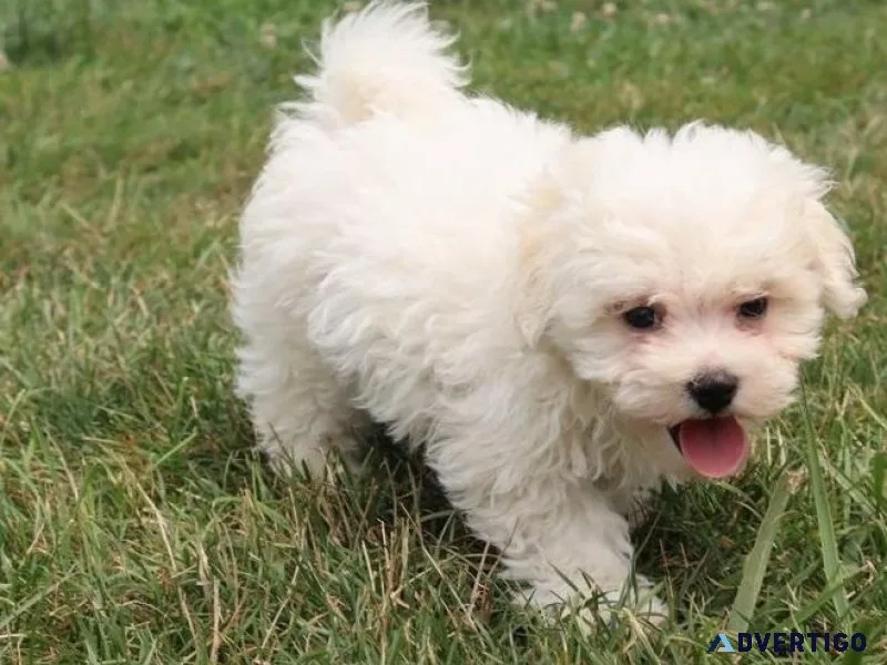 Lovely Bichon Frise Puppies available.