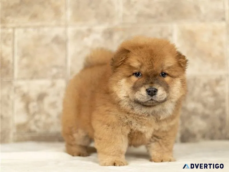 Adorable Chow Chow Puppies