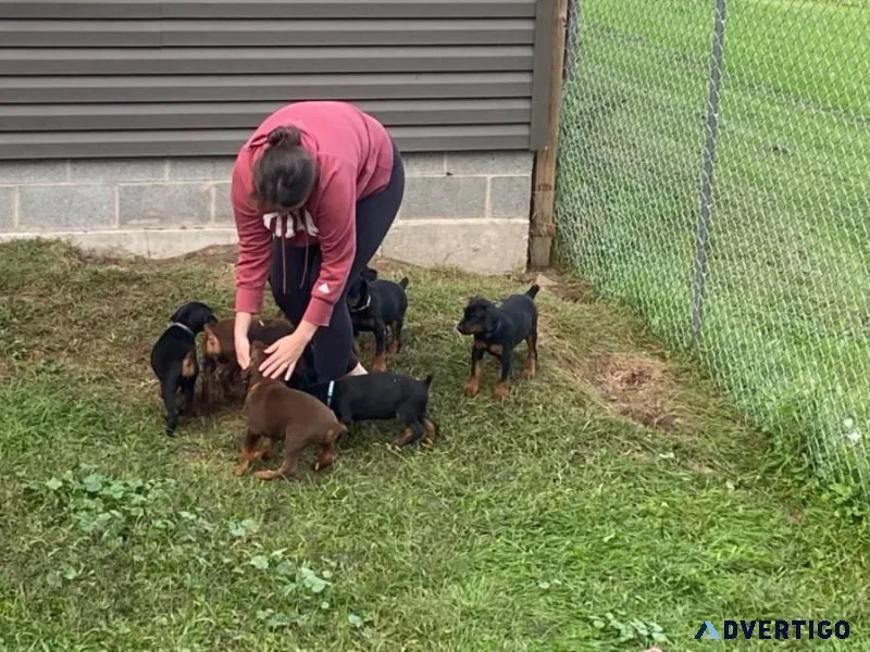 Sweet Doberman Pinscher puppies