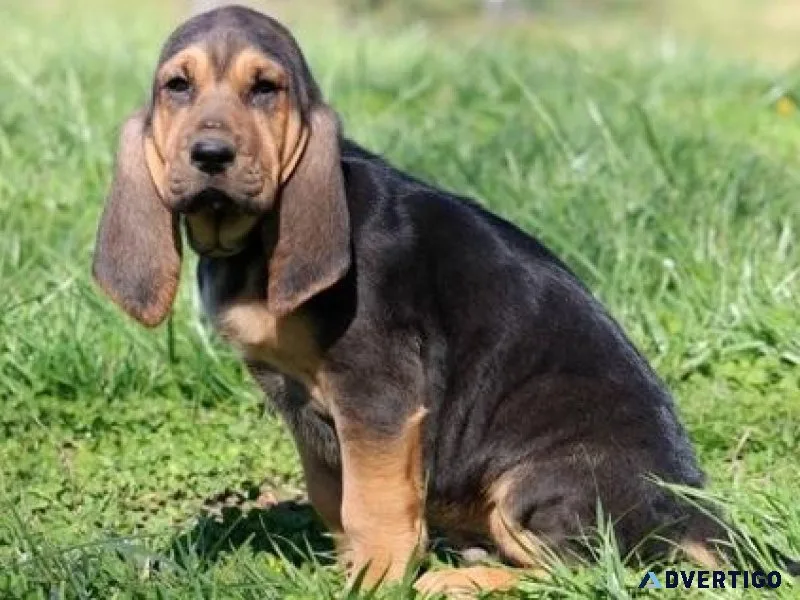 Pure Bloodhound Puppies available