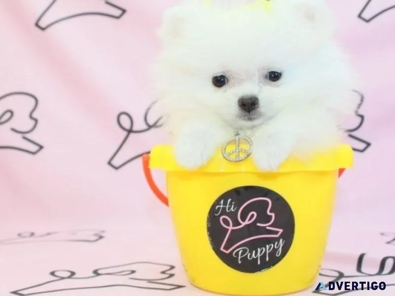 AKC Teacup Pomeranian Puppies For Sale