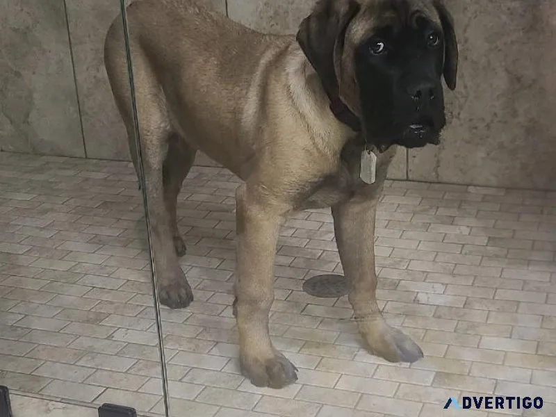 AKC English Mastiff puppies