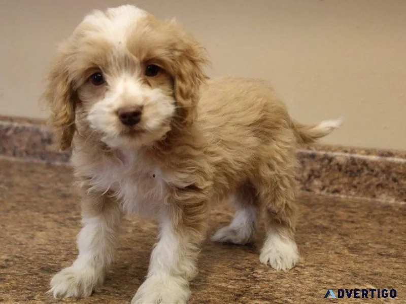 Adorable Cockapoo Puppies Available