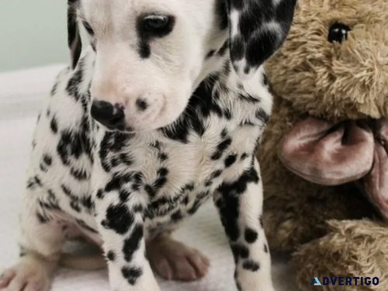 Beautiful Dalmatian Puppies Available