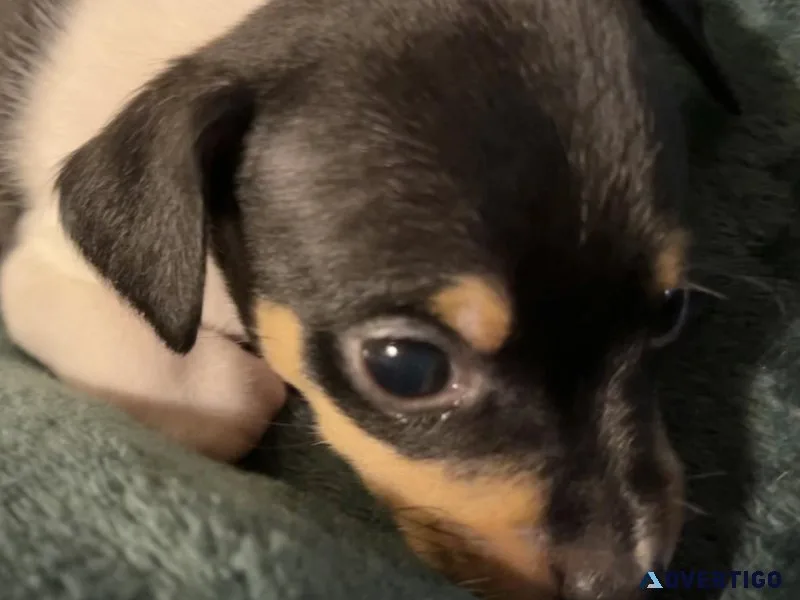 Registered Black Rat Terrier Male &ldquoTreat&rdquo