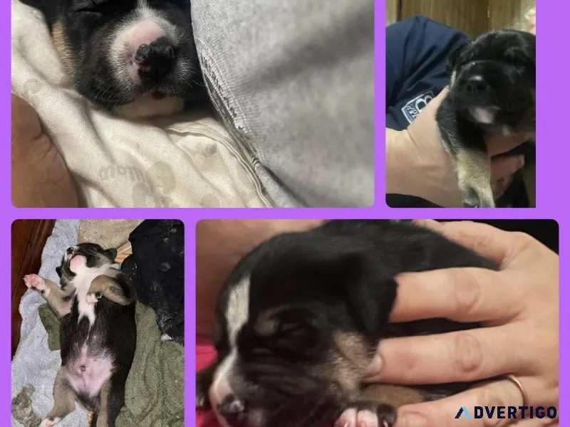 puppies