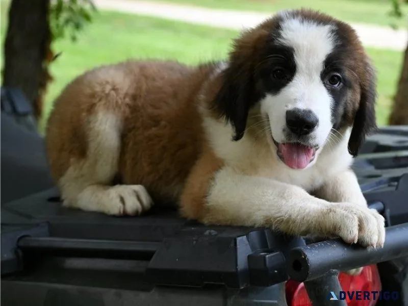 AKC Saint Bernard puppies