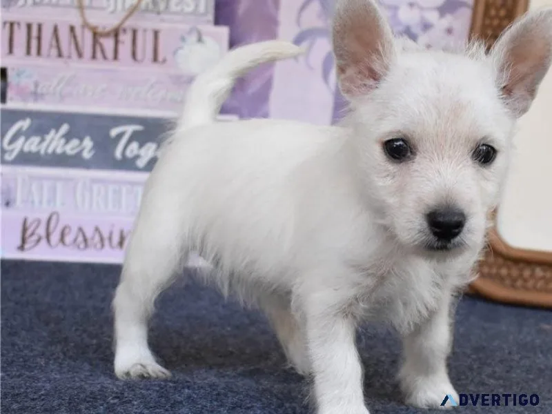 AKC reg. West Highland White Terrier puppies