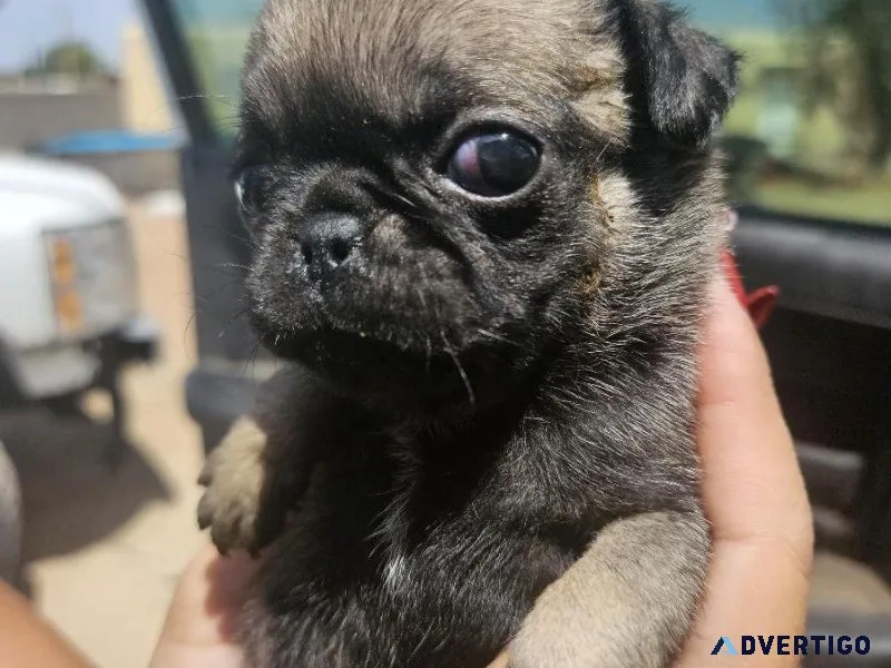 10 wk old pugs