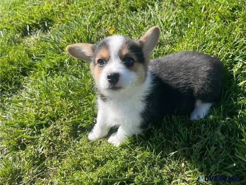 Well Socialized Pembroke Welsh Corgi Puppies