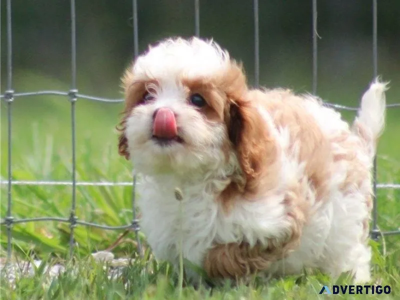 Male and female Cavapoo puppies available.
