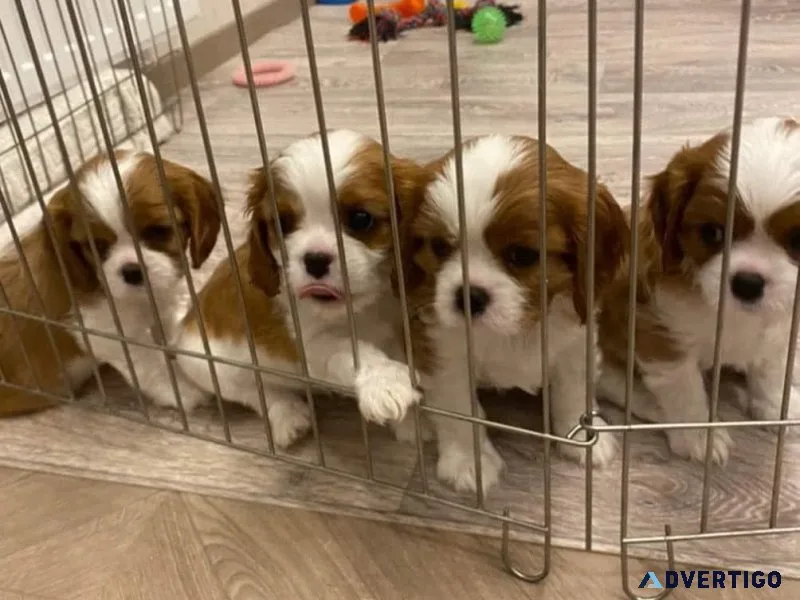 Cavalier King Charles Puppies For Sale