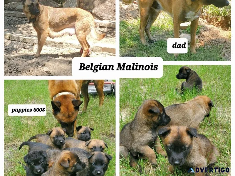 Belgian Malinois Puppies