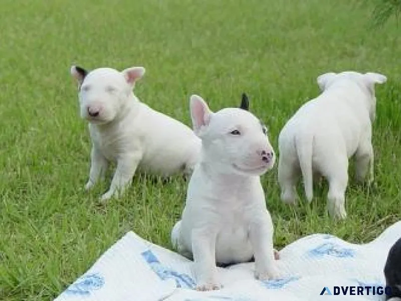 New Litter of Bull Terrier Puppies Available