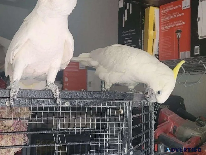 Sulpher Crested Cockatoo Breeder Young Bonded Pair